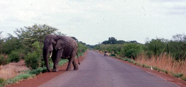200_ElephantOnRoad