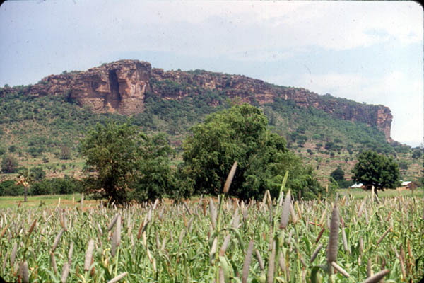 450_RipeMillet