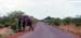 200_ElephantOnRoad