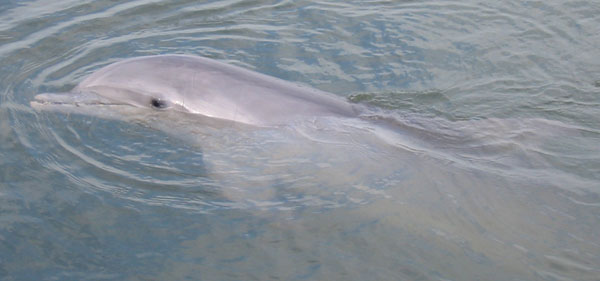 FL040