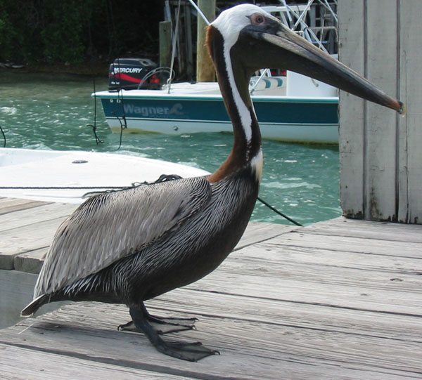 FL060