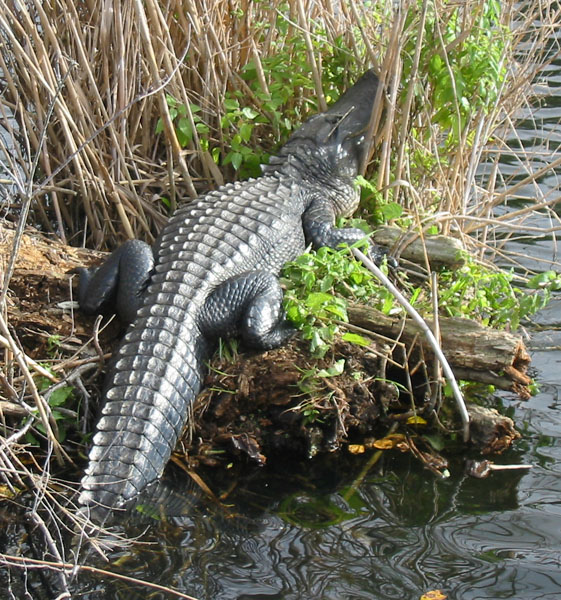 FL087
