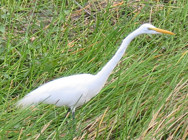FL112