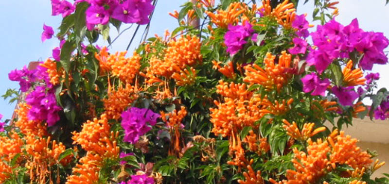 99 Flowers