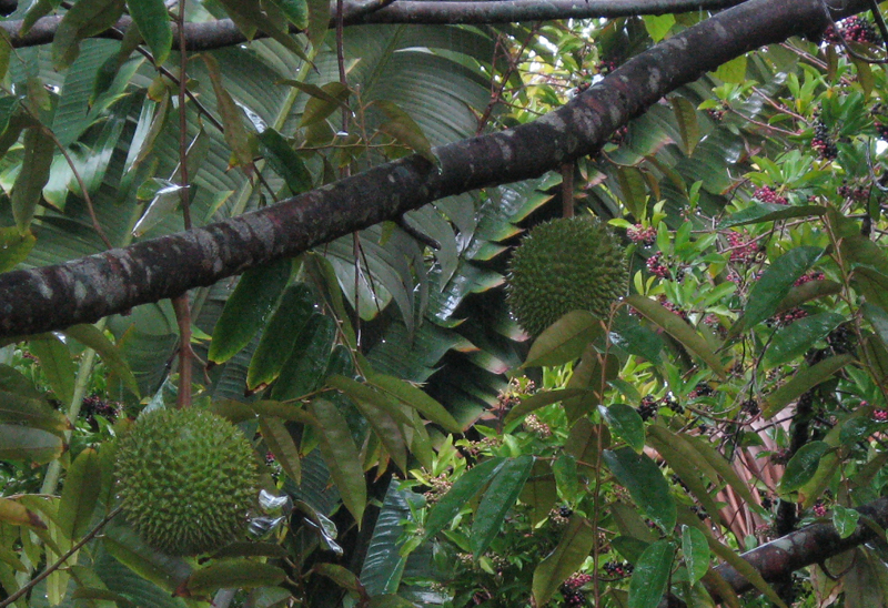 IMG_0892_Durian