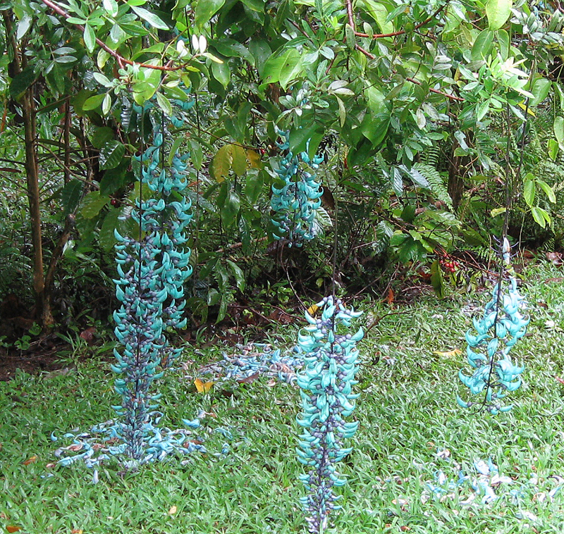 IMG_0898_BlueFlowers