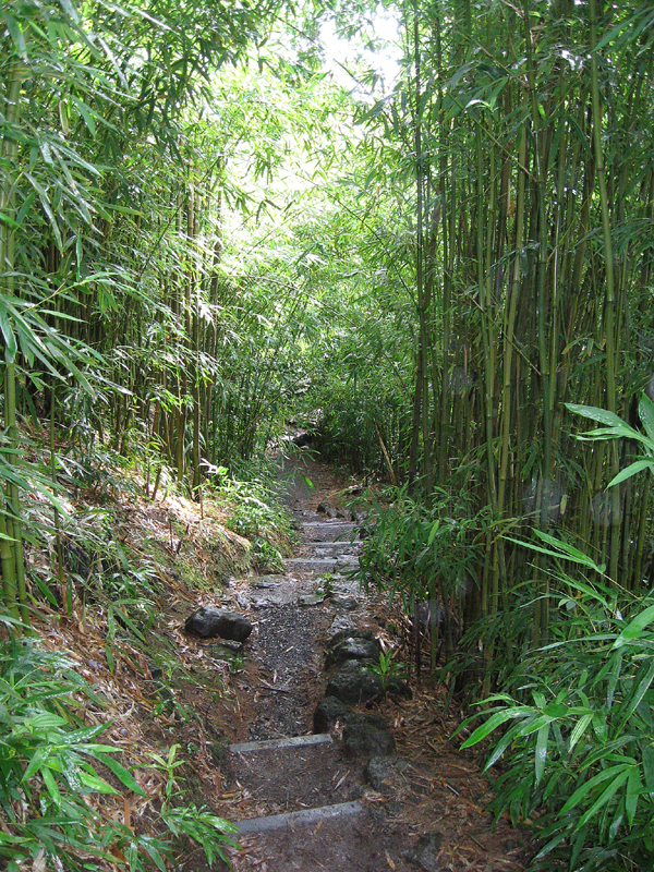 IMG_0963_BambooForest