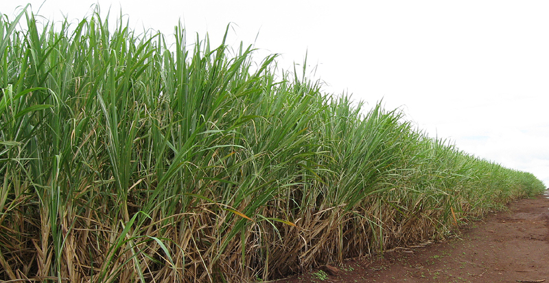 IMG_1003_Sugarcane